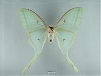 長尾水青蛾藏品圖，第2張