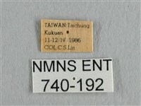 長尾水青蛾藏品圖，第3張