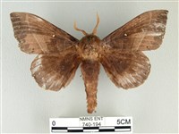 松大毛蟲藏品圖，第1張