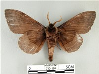 松大毛蟲藏品圖，第2張