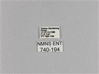 松大毛蟲藏品圖，第3張