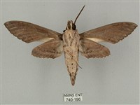 蝦殼天蛾藏品圖，第2張