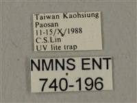 蝦殼天蛾藏品圖，第3張