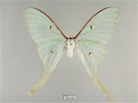 長尾水青蛾藏品圖，第1張