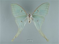 長尾水青蛾藏品圖，第2張