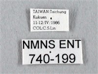 長尾水青蛾藏品圖，第3張