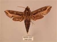 斜線天蛾藏品圖，第1張