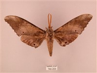 栗六點天蛾藏品圖，第1張