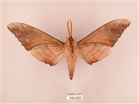 栗六點天蛾藏品圖，第2張