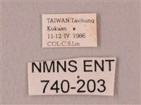 栗六點天蛾藏品圖，第3張