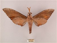 栗六點天蛾藏品圖，第2張