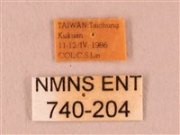 栗六點天蛾藏品圖，第3張