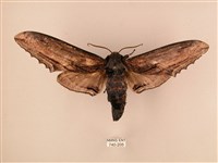 臺灣鋸翅天蛾藏品圖，第1張