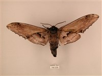 臺灣鋸翅天蛾藏品圖，第2張