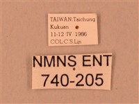 臺灣鋸翅天蛾藏品圖，第3張