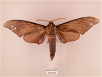 栗六點天蛾藏品圖，第1張