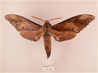 栗六點天蛾藏品圖，第1張