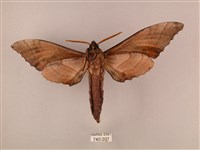 栗六點天蛾藏品圖，第2張