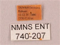 栗六點天蛾藏品圖，第3張