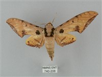 裂斑鷹翅天蛾藏品圖，第1張