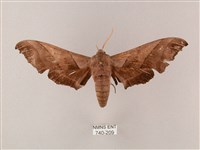 齒翅三線天蛾藏品圖，第1張