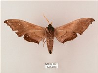 齒翅三線天蛾藏品圖，第2張