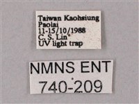 齒翅三線天蛾藏品圖，第3張