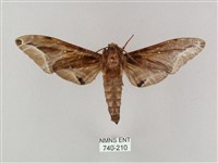 白點天蛾 藏品圖，第1張