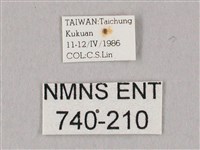 白點天蛾 藏品圖，第3張