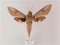 藏斜紋天蛾藏品圖，第1張