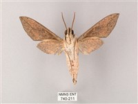 藏斜紋天蛾藏品圖，第2張