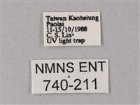 藏斜紋天蛾藏品圖，第3張