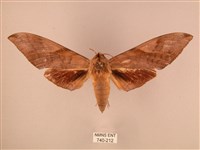 波紋豆天蛾藏品圖，第1張