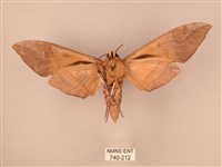 波紋豆天蛾藏品圖，第2張