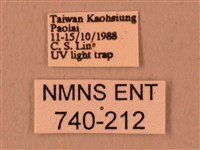 波紋豆天蛾藏品圖，第3張