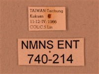 白星天蛾藏品圖，第3張