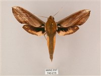 綠背斜紋天蛾藏品圖，第1張