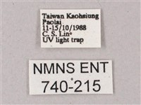 綠背斜紋天蛾藏品圖，第3張