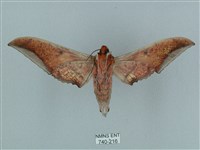 黑帶鷹翅天蛾藏品圖，第2張