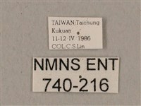 黑帶鷹翅天蛾藏品圖，第3張