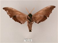 齒翅三線天蛾藏品圖，第2張