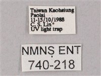 齒翅三線天蛾藏品圖，第3張