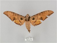 裂斑鷹翅天蛾藏品圖，第1張