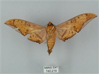 裂斑鷹翅天蛾藏品圖，第2張
