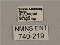 裂斑鷹翅天蛾藏品圖，第3張