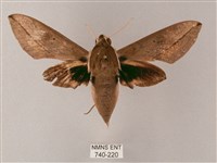 藏斜紋天蛾藏品圖，第1張