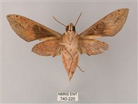 藏斜紋天蛾藏品圖，第2張