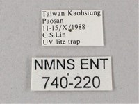 藏斜紋天蛾藏品圖，第3張