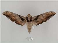 黑帶鷹翅天蛾藏品圖，第1張