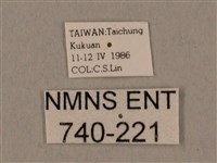 黑帶鷹翅天蛾藏品圖，第3張